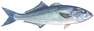 blufish