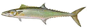 king mackerel b