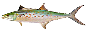 spanish mackerel b