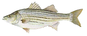 striped bass b